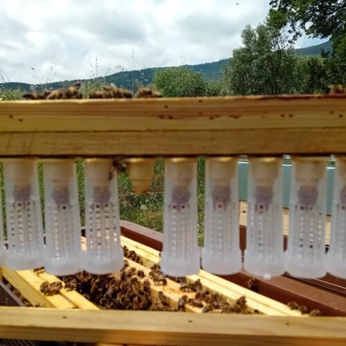 Reines vierges Buckfast