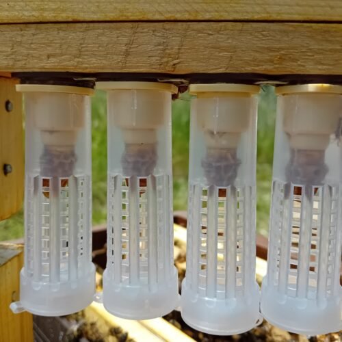 Reines Vierges Carnica