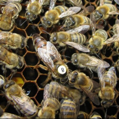 Reines fécondées F1 Carnica