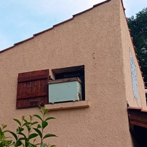 Service d'enlèvement d'essaims d'abeilles